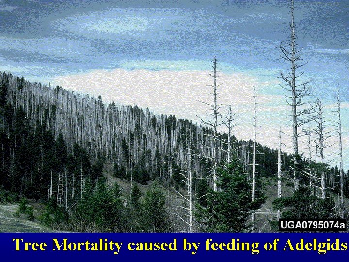 Tree Mortality caused by feeding of Adelgids 