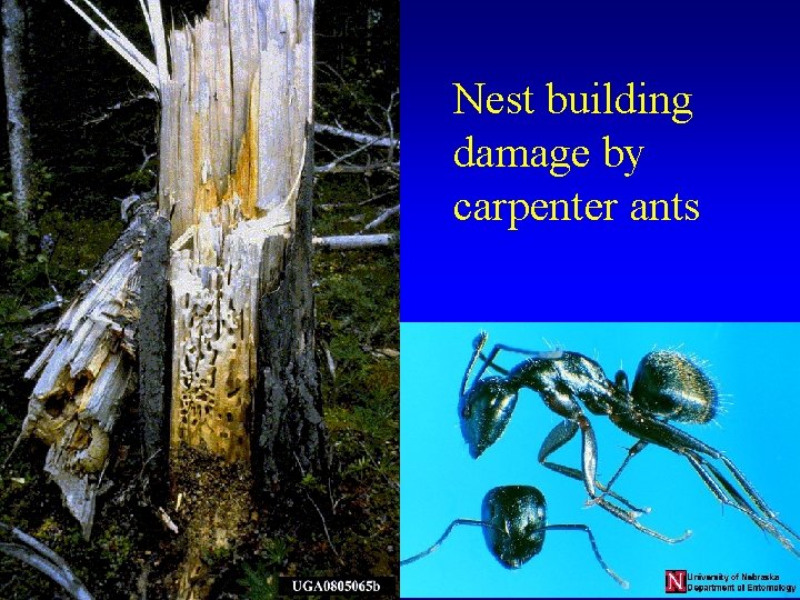 Nest building damage by carpenter ants 
