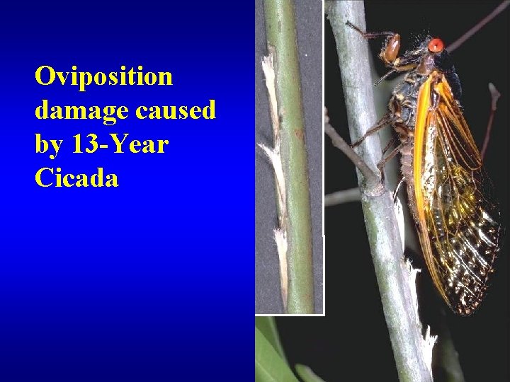 Oviposition damage caused by 13 -Year Cicada 