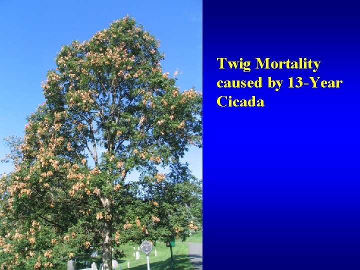 Twig Mortality caused by 13 -Year Cicada 