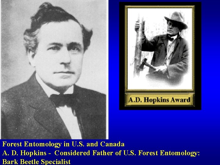 Forest Entomology in U. S. and Canada A. D. Hopkins - Considered Father of