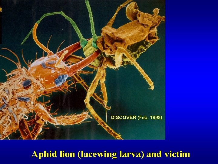 Aphid lion (lacewing larva) and victim 