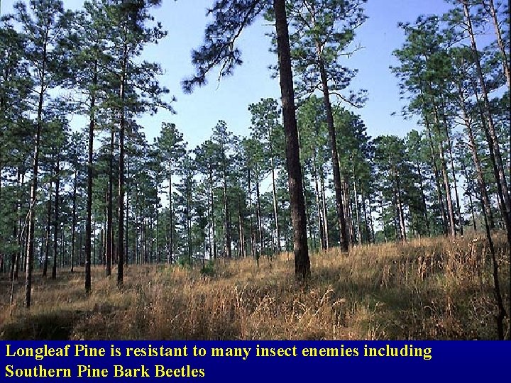 Longleaf Pine is resistant to many insect enemies including Southern Pine Bark Beetles 