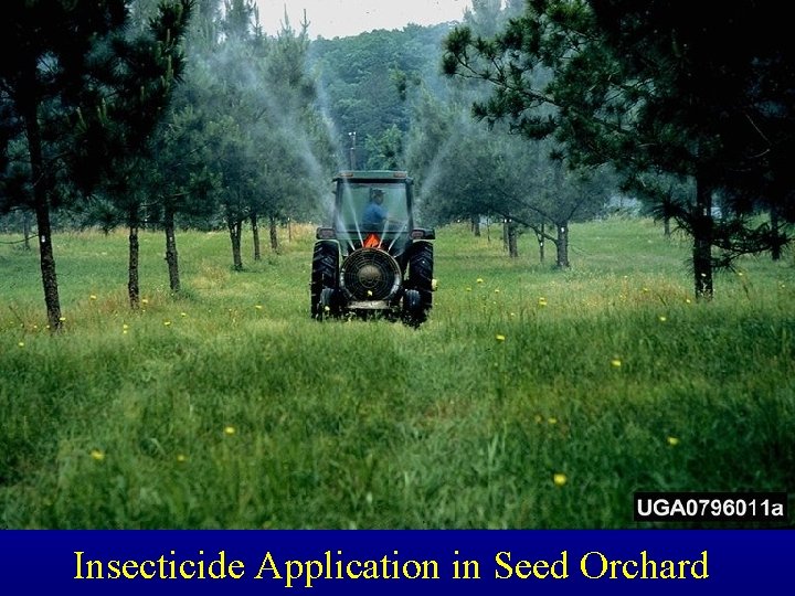 Insecticide Application in Seed Orchard 