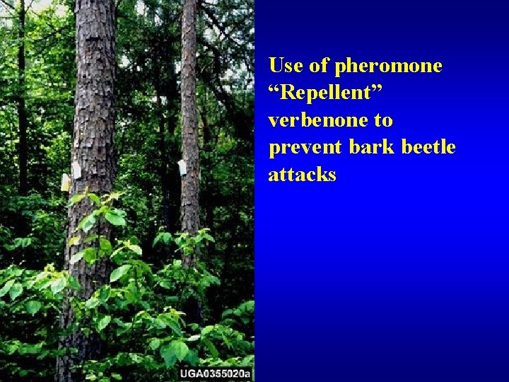 Use of pheromone “Repellent” verbenone to prevent bark beetle attacks 