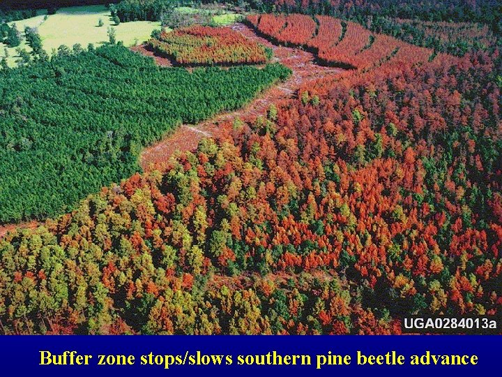 Buffer zone stops/slows southern pine beetle advance 