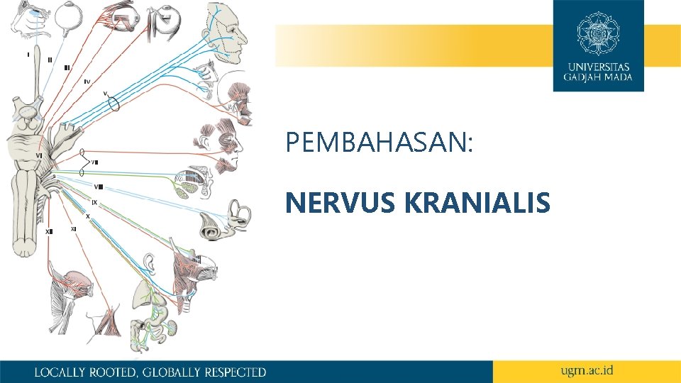 PEMBAHASAN: NERVUS KRANIALIS 