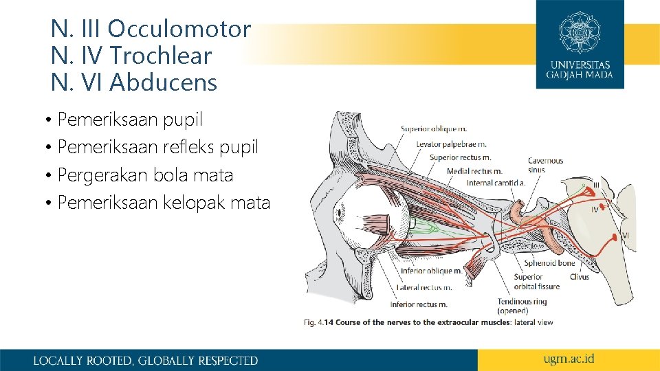 N. III Occulomotor N. IV Trochlear N. VI Abducens • Pemeriksaan pupil • Pemeriksaan