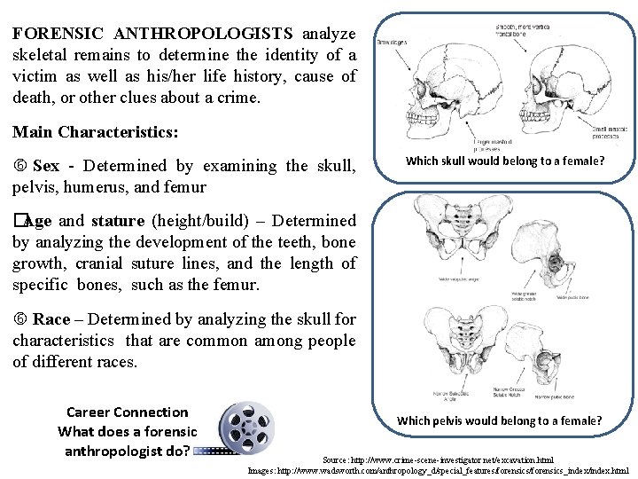 FORENSIC ANTHROPOLOGISTS analyze skeletal remains to determine the identity of a victim as well FORENSIC ANTHROPOLOGISTS analyze skeletal remains to determine the identity of a victim as well