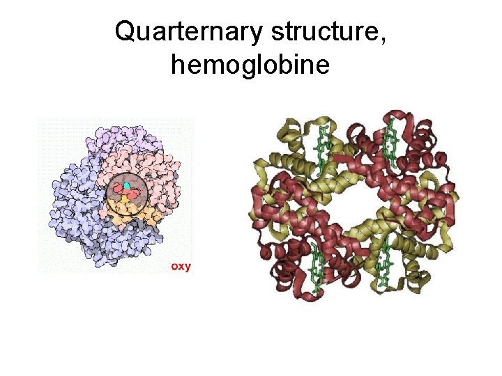 Quarternary structure, hemoglobine 
