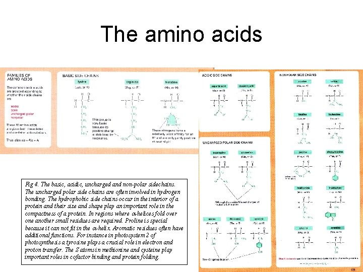 The amino acids Fig 4. The basic, acidic, uncharged and non-polar sidechains. The uncharged