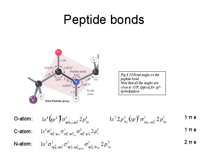 Peptide bonds Fig 4. 10 Bond angles in the peptide bond. Note that all