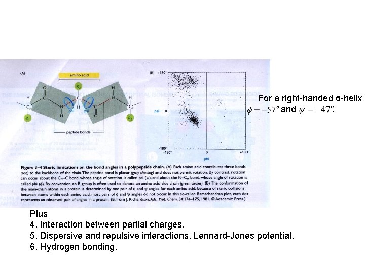 For a right-handed α-helix and . Plus 4. Interaction between partial charges. 5. Dispersive