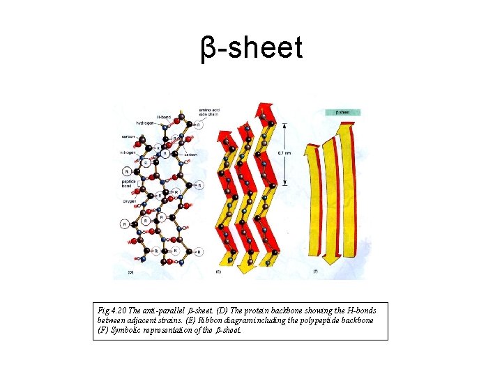 β-sheet Fig. 4. 20 The anti-parallel b-sheet. (D) The protein backbone showing the H-bonds