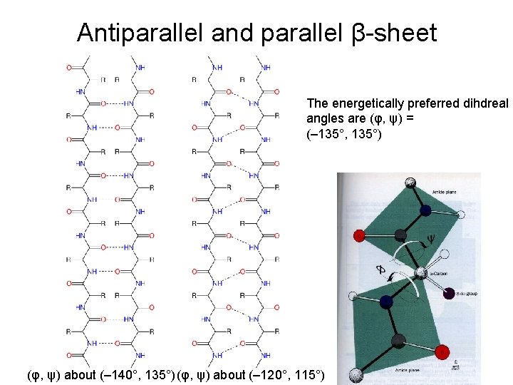 Antiparallel and parallel β-sheet The energetically preferred dihdreal angles are (φ, ψ) = (–