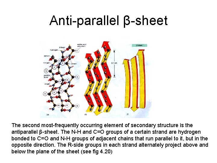 Anti-parallel β-sheet The second most-frequently occurring element of secondary structure is the antiparallel β-sheet.