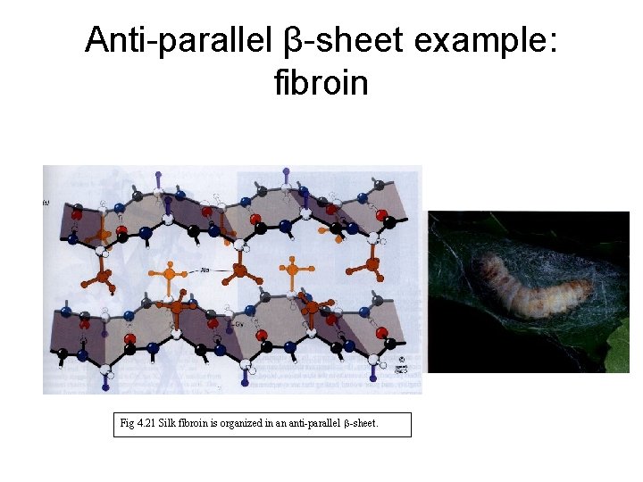 Anti-parallel β-sheet example: fibroin Fig 4. 21 Silk fibroin is organized in an anti-parallel