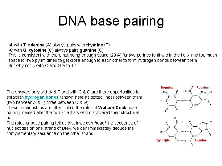 DNA base pairing • A with T: adenine (A) always pairs with thymine (T)