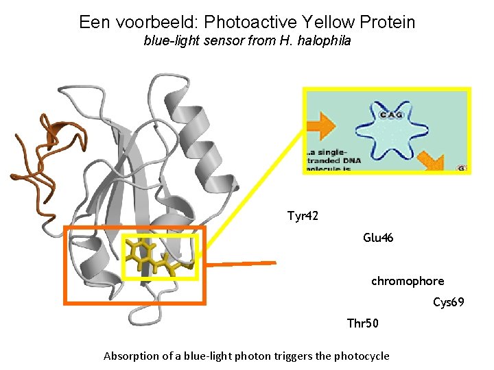 Een voorbeeld: Photoactive Yellow Protein blue-light sensor from H. halophila Tyr 42 Glu 46