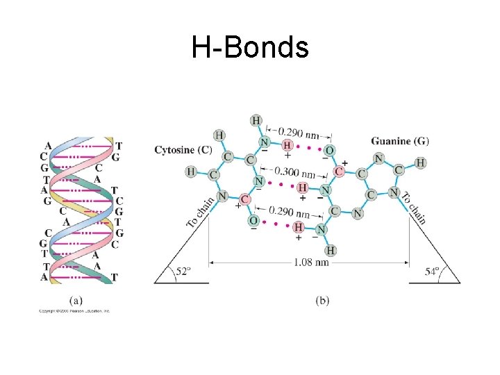 H-Bonds 