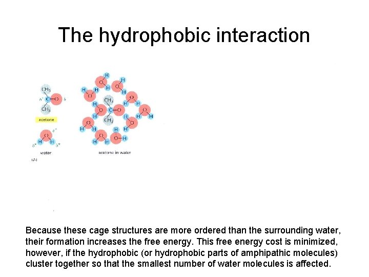 The hydrophobic interaction Because these cage structures are more ordered than the surrounding water,