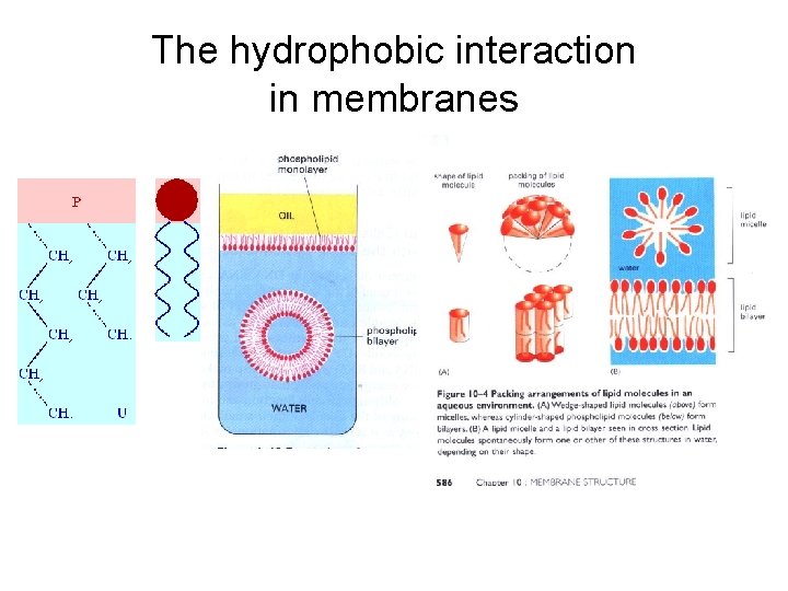 The hydrophobic interaction in membranes 