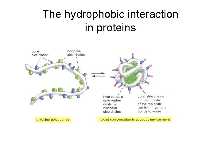 The hydrophobic interaction in proteins 