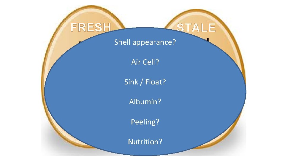 FRESH Dull shell STALE Shell appearance? Smaller Air Cell Sinks in water Larger Air