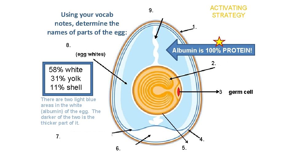 Using your vocab notes, determine the names of parts of the egg: 8. 9.