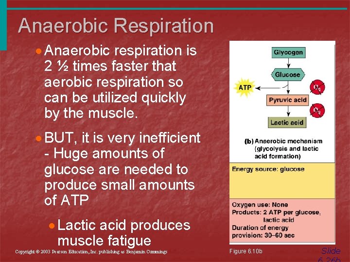 Anaerobic Respiration · Anaerobic respiration is 2 ½ times faster that aerobic respiration so