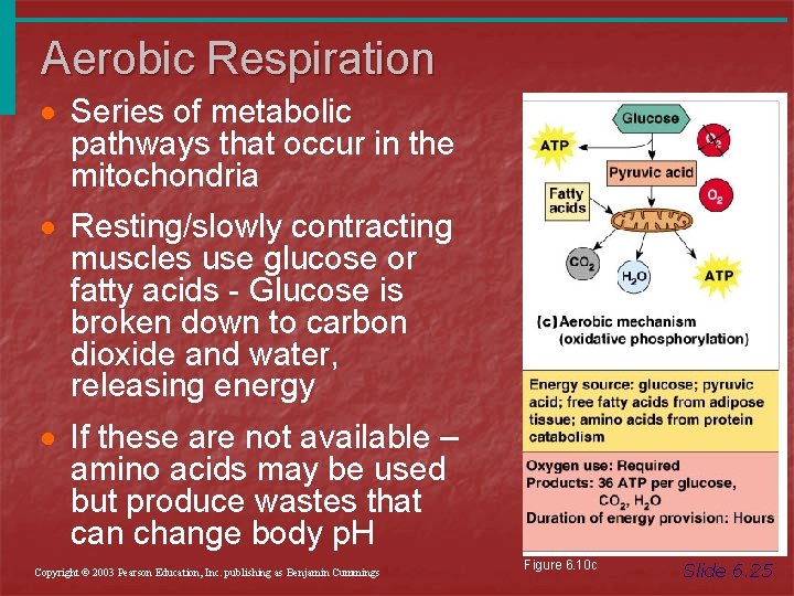 Aerobic Respiration · Series of metabolic pathways that occur in the mitochondria · Resting/slowly