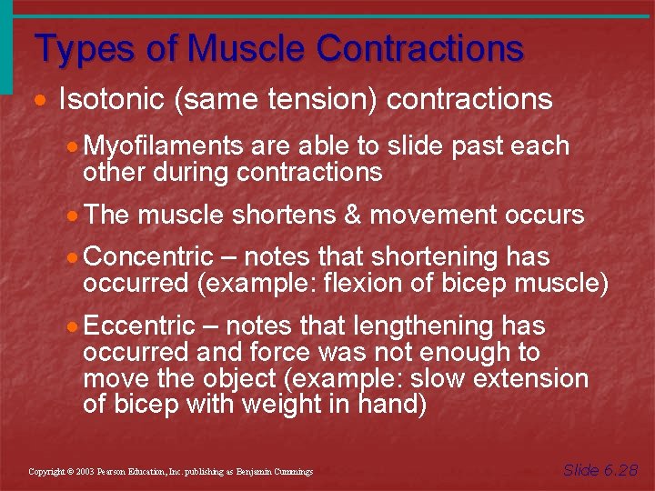 Types of Muscle Contractions · Isotonic (same tension) contractions · Myofilaments are able to