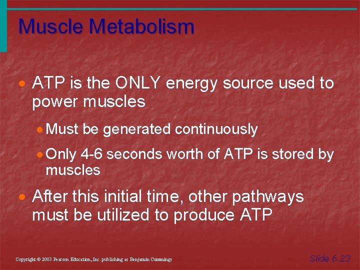 Muscle Metabolism · ATP is the ONLY energy source used to power muscles ·