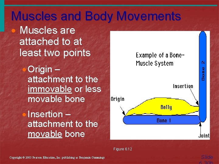 Muscles and Body Movements · Muscles are attached to at least two points ·