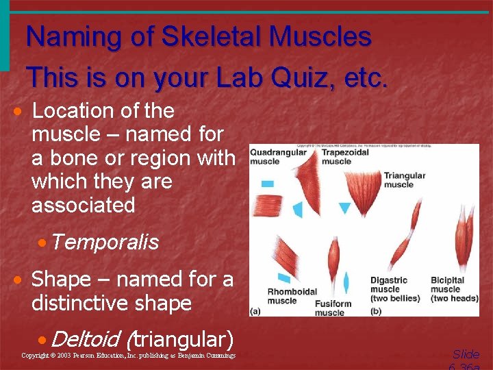 Naming of Skeletal Muscles This is on your Lab Quiz, etc. · Location of