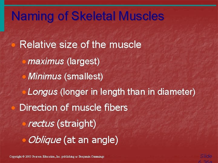 Naming of Skeletal Muscles · Relative size of the muscle · maximus (largest) ·
