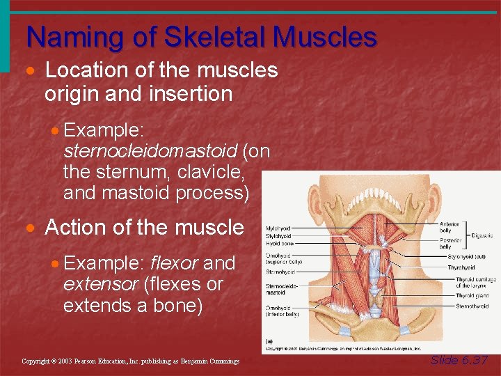 Naming of Skeletal Muscles · Location of the muscles origin and insertion · Example:
