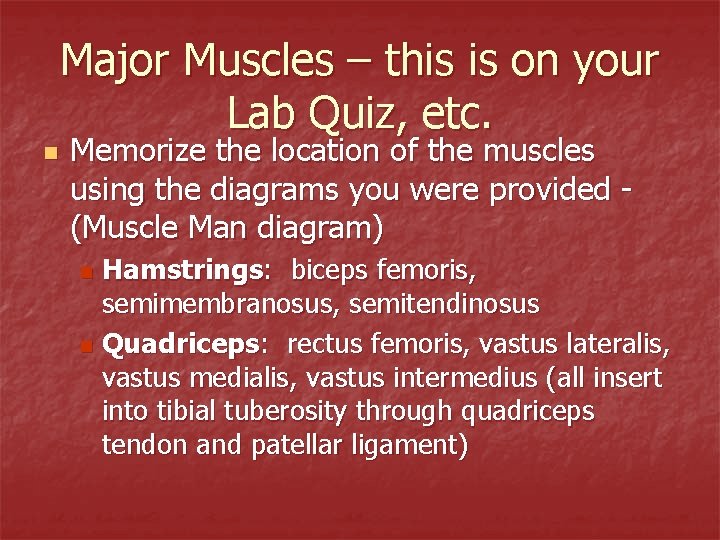 Major Muscles – this is on your Lab Quiz, etc. n Memorize the location