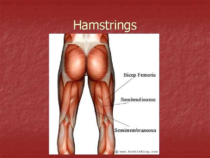 Hamstrings 