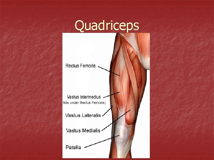Quadriceps 
