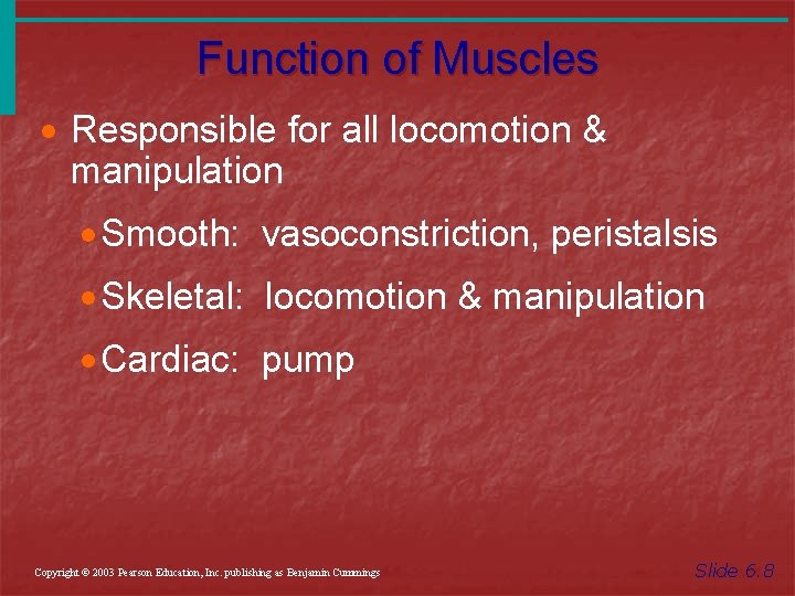 Function of Muscles · Responsible for all locomotion & manipulation · Smooth: vasoconstriction, peristalsis