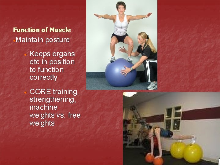 Function of Muscle ·Maintain posture · Keeps organs etc in position to function correctly