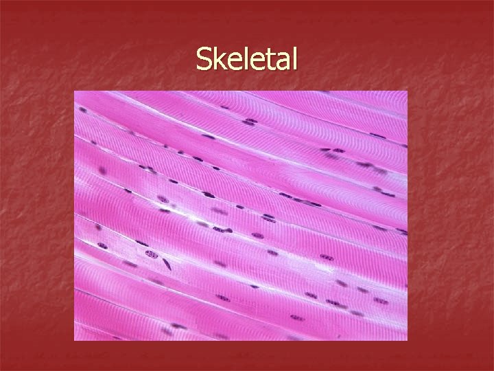 Skeletal 