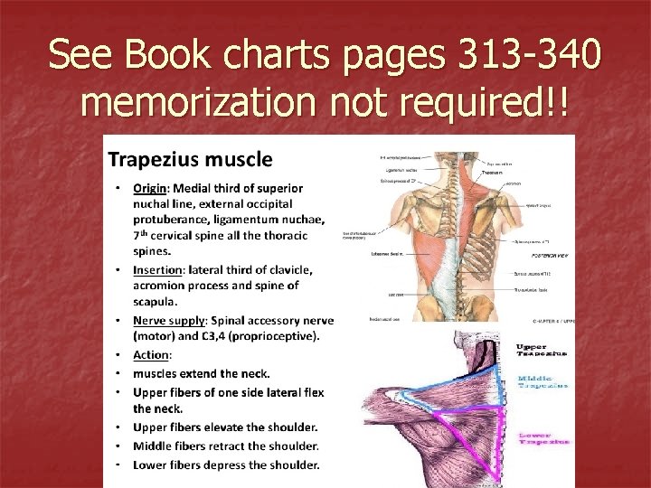 See Book charts pages 313 -340 memorization not required!! 