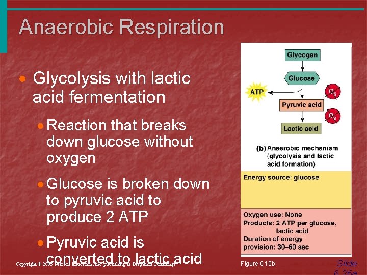 Anaerobic Respiration · Glycolysis with lactic acid fermentation · Reaction that breaks down glucose