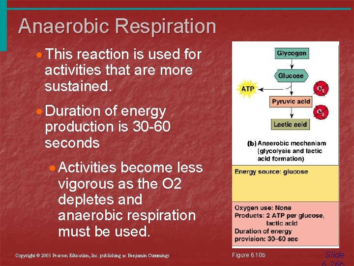 Anaerobic Respiration · This reaction is used for activities that are more sustained. ·