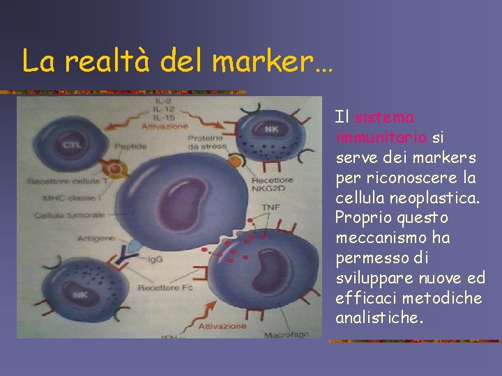 La realtà del marker… Il sistema immunitario si serve dei markers per riconoscere la
