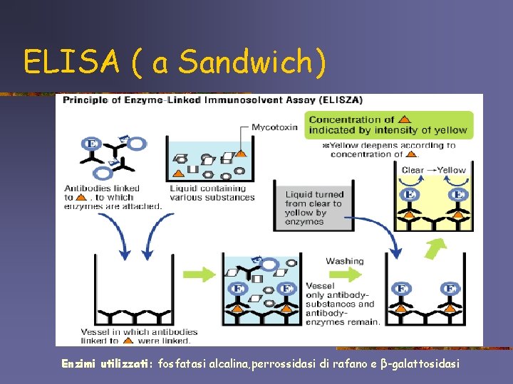 ELISA ( a Sandwich) Enzimi utilizzati: fosfatasi alcalina, perrossidasi di rafano e β-galattosidasi 