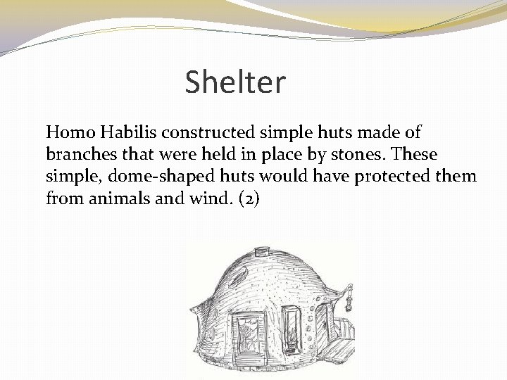 Shelter Homo Habilis constructed simple huts made of branches that were held in place