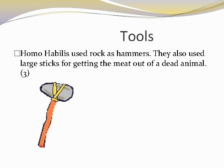 Tools �Homo Habilis used rock as hammers. They also used large sticks for getting